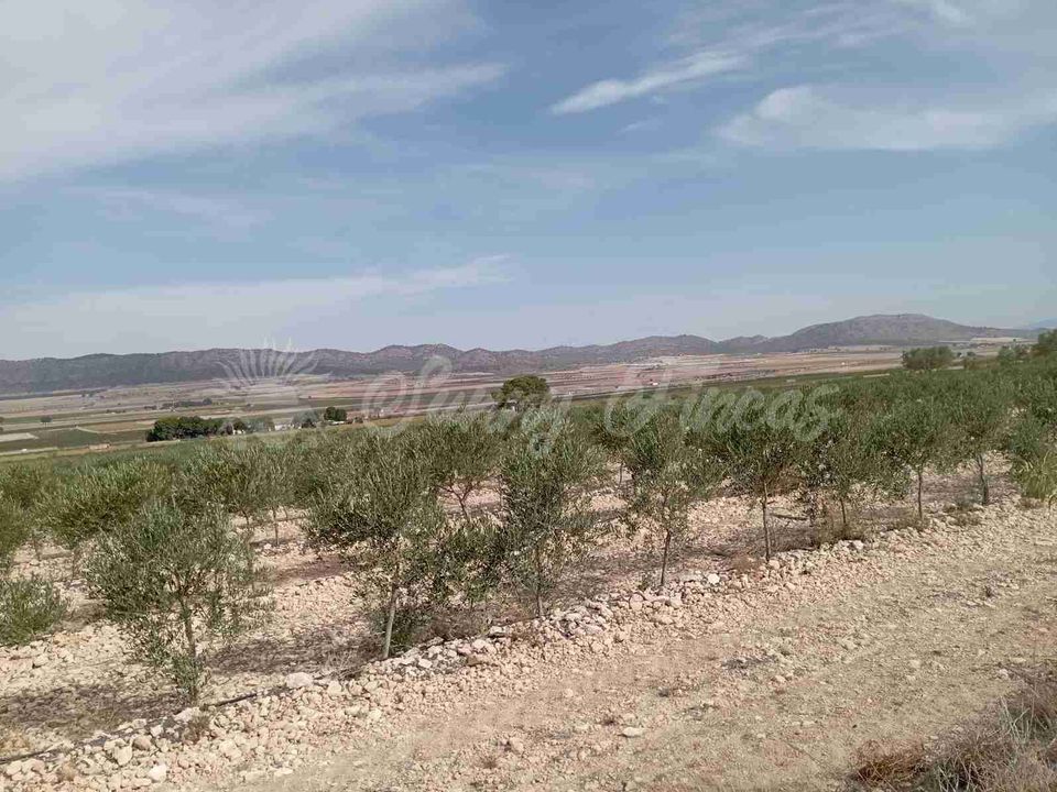 Finca i Yecla, Murcia - foto 3